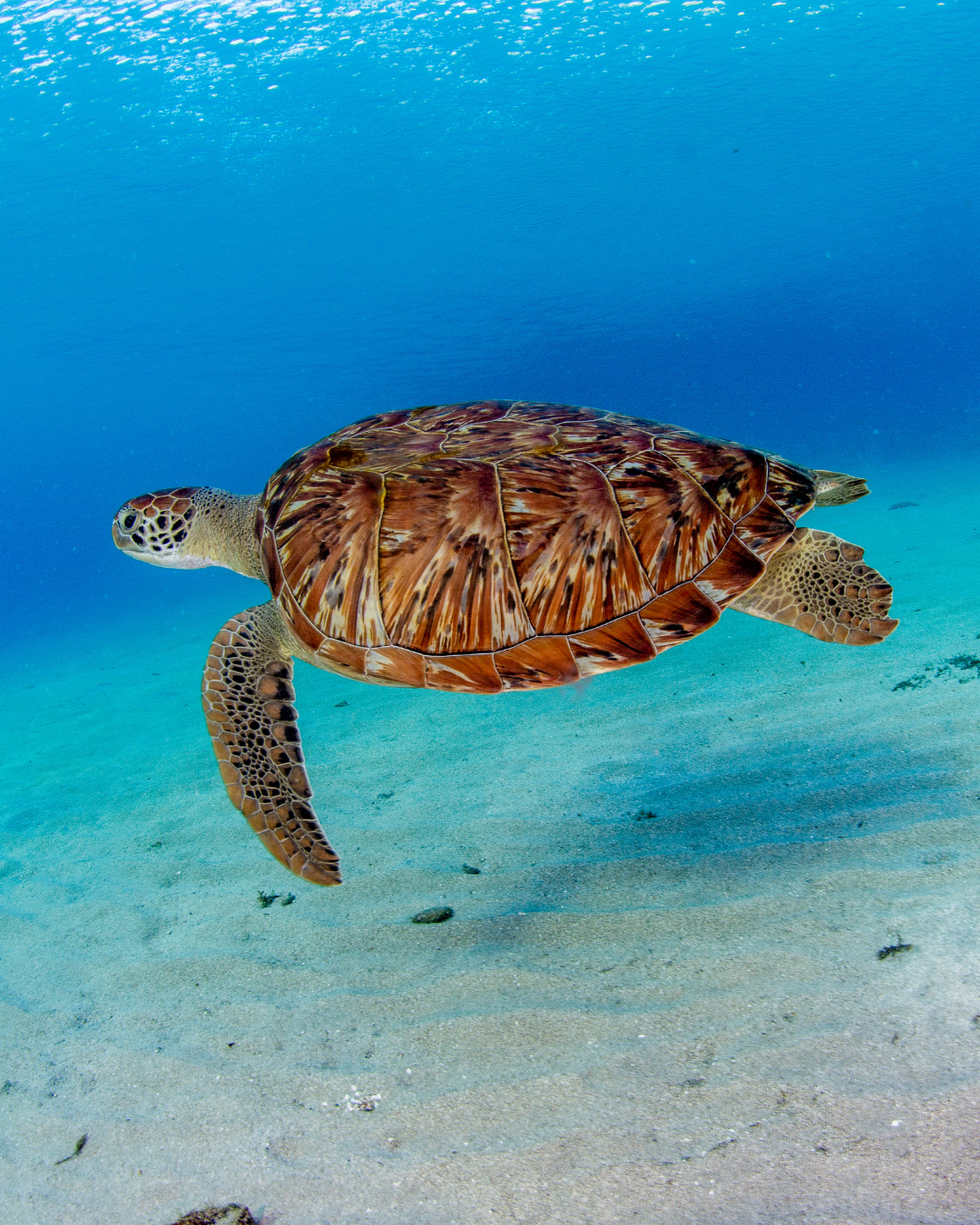 ONLINE%20Sea%20Turtle%20Cold%20Stun%20Patrol%20Level%201%20Training.png